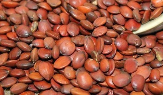 Thứ 90% người Việt bỏ đi không ngờ là "mỏ vàng", giá hơn 2 triệu đồng/kg