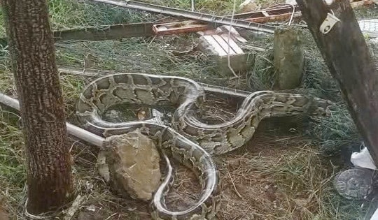 Trăn đất dài 3 m lạc vào khu dân cư ở TP Đà Nẵng