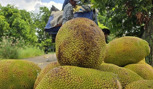 Giá nông thủy sản miền Tây: Mít kem lớn giá cao hơn 7 lần mít chợ