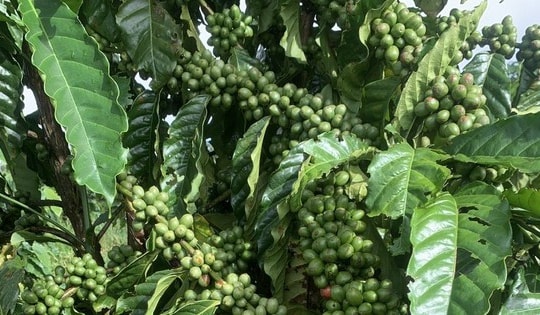 Giá cà phê hôm nay 19-10: Vào vụ vẫn tăng, nhờ đâu?