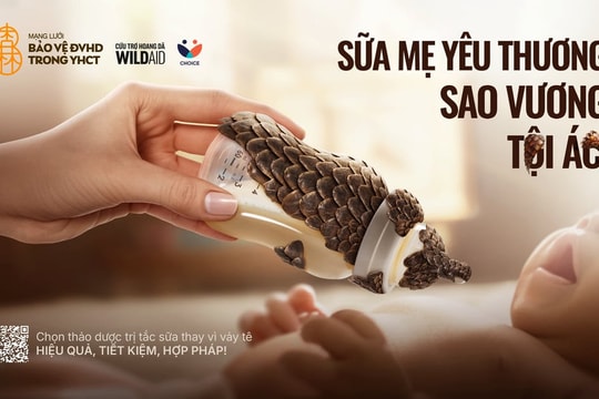 Chiến dịch ‘Bình sữa vảy tê’ kêu gọi chấm dứt dùng vảy tê tê trị tắc tia sữa