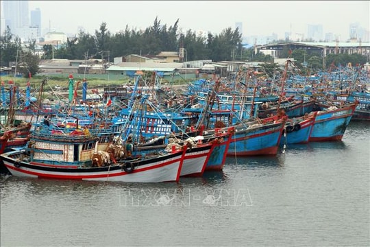 Đà Nẵng và TP Hồ Chí Minh khẩn trương ứng phó với bão số 12