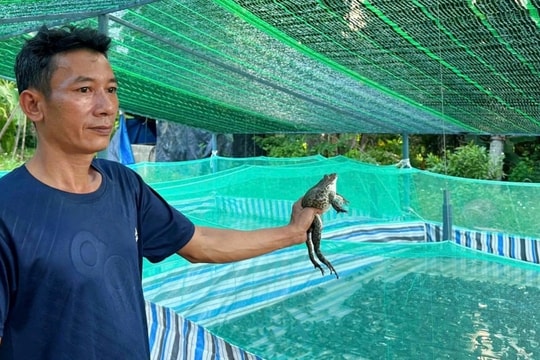 Ngư dân quyết định bỏ biển về bờ, thu nhập hàng trăm triệu đồng từ nghề mới