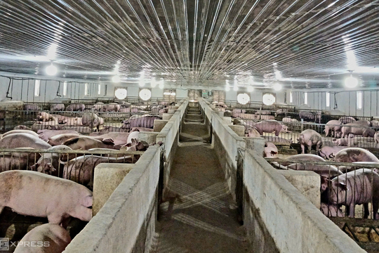 Giá heo hơi xuống dưới 50.000 đồng một kg