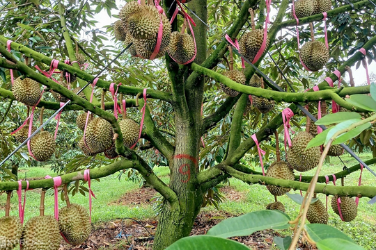 Công ty của bầu Đức lãi gần 1.300 tỷ đồng nhờ bán trái cây