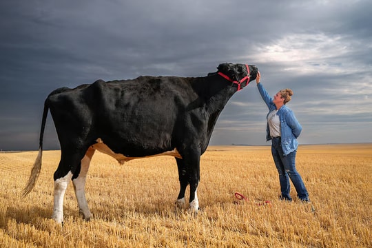 Con bò lập kỷ lục thế giới với chiều cao gần 2 m