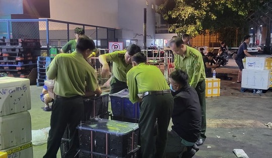 “Kho chim” bí ẩn gần sân bay: Phát hiện 500 con cu ngói không giấy tờ