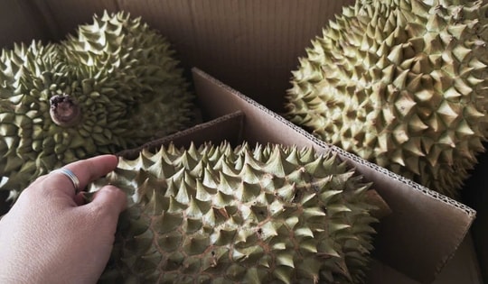 Giá sầu riêng hôm nay 20-10: Sầu riêng hết mùa, khan hiếm sao giá bất ngờ giảm sâu?