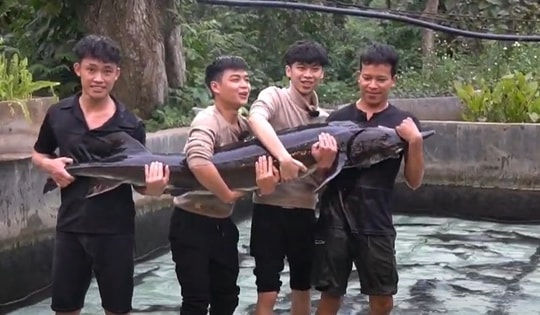 Cá tầm "15 năm tuổi" lớn nhất Việt Nam sắp được chào bán