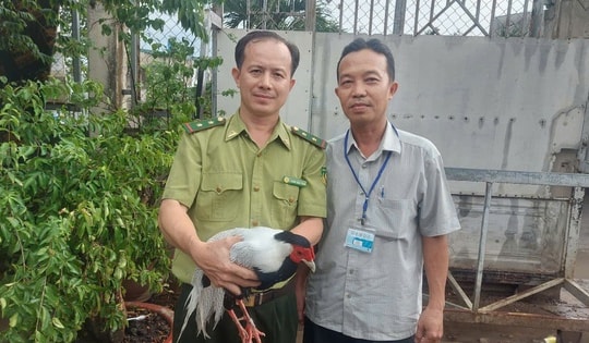 Một con gà lôi trắng tại TP HCM được giao về trạm cứu hộ