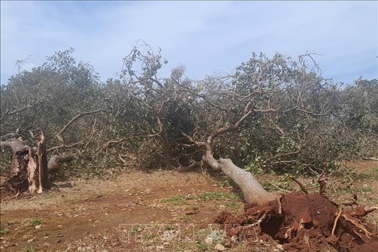 Đồng Nai khắc phục hậu quả lốc xoáy gây thiệt hại hơn 140 ha cây trồng