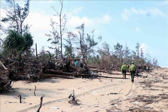 Hà Tĩnh cần giải pháp bảo vệ, trồng mới những cánh rừng phòng hộ ven biển