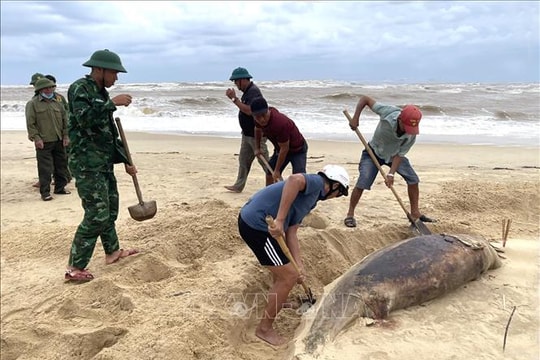 Xác cá heo nặng 150 kg trôi dạt vào bờ biển Nhật Lệ