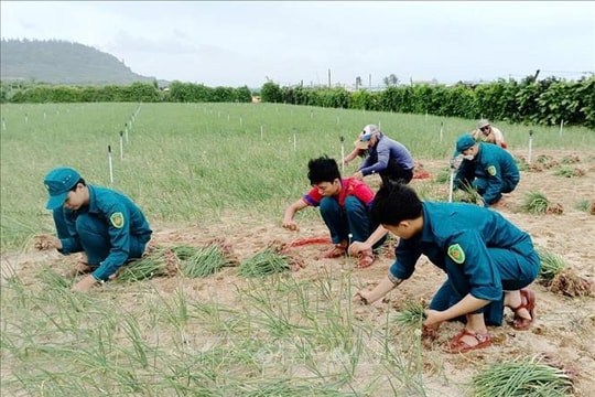 Hỗ trợ thu hoạch hành, bảo vệ diện tích lúa vừa gieo sạ trước bão