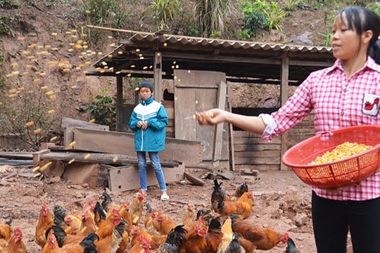 Mô hình giảm nghèo từ nuôi gà đặc sản