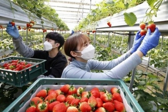 Lao động thời vụ của Việt Nam nhận lương gần 50 triệu đồng/tháng