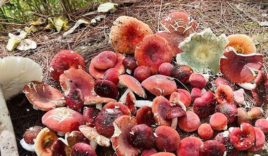 Loại nấm có tên rất lạ, chỉ xuất hiện ban đêm là đặc sản với hương vị đặc biệt