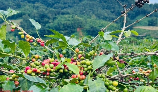 Giá cà phê hôm nay 21-10: Arabica leo đỉnh, Robusta Việt có cơ hội vàng