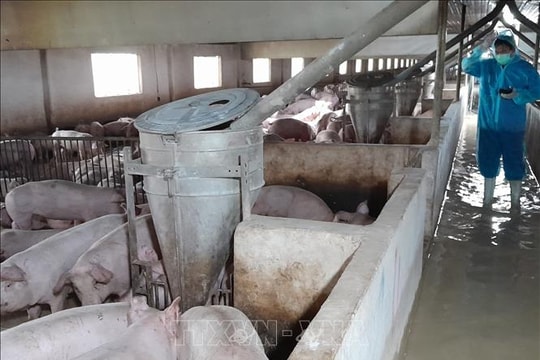 Ngành chăn nuôi chuyển mình mạnh nhờ công nghệ hiện đại