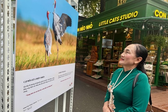 Sếu đầu đỏ và câu chuyện bảo tồn sự sống