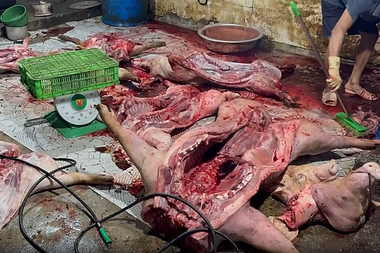 Chủ lò mổ 'bắt tay' kỹ sư thú y mua bán hàng tấn thịt lợn bệnh