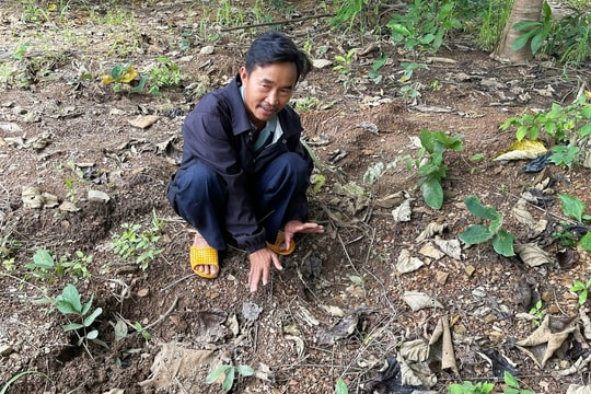 Bất an vì voi rừng quật chết người, phá rẫy ở xã biên giới Lâm Đồng