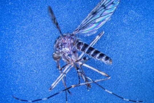 Lần đầu tiên phát hiện muỗi ở Iceland