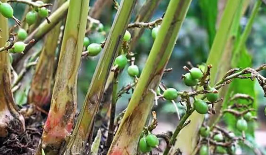 Loại hạt đắt đỏ bậc nhất thế giới, giá 2 triệu đồng/kg không ngờ có đầy ở Việt Nam