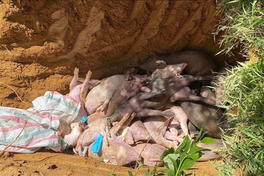 Đà Nẵng phạt chủ phương tiện, tiêu hủy lợn vận chuyển lợn trong vùng có dịch