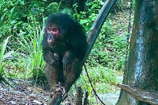 Thả 2 con khỉ thuộc nhóm nguy cấp, quý hiếm về môi trường tự nhiên