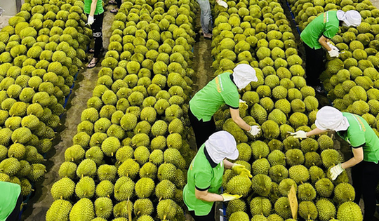 Lắp điện mặt trời tự dùng phải thông báo UBND cấp xã, ban hành kế hoạch "tháng cao điểm" chống khai thác IUU