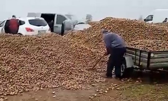 Mất 150 tấn khoai vì tin đồn