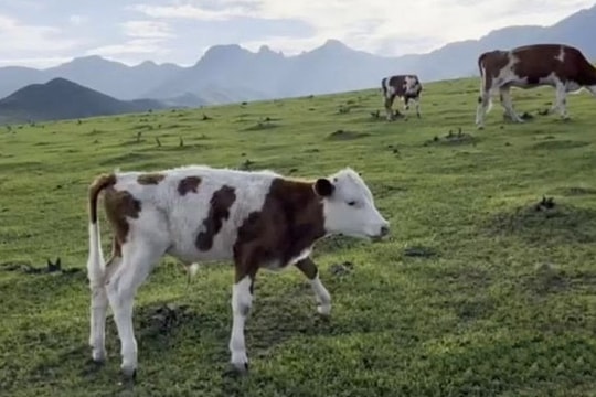 Dính bẫy lừa vì ham ăn lẩu miễn phí