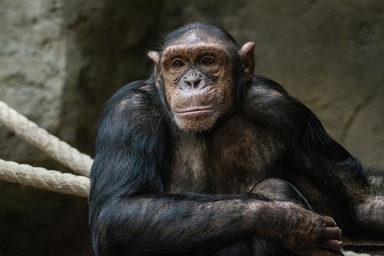 Vụ kiện 'đòi quyền con người cho tinh tinh' ở Mỹ