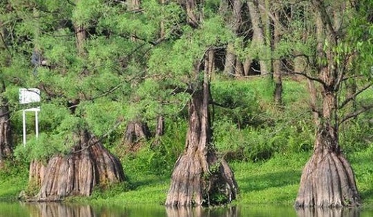 Loài cây quý hiếm bậc nhất hành tinh, cả thế giới chỉ 3 quốc gia sở hữu, trong đó có Việt Nam