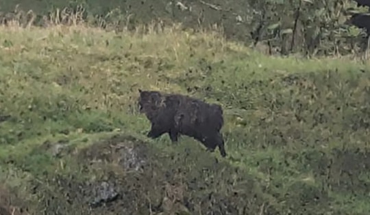 Kẻ săn mồi bí ẩn khiến dân làng kinh hãi có thể chỉ là mèo nhà?