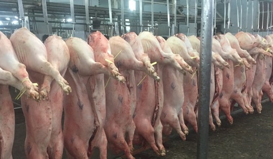 Giá heo hơi hôm nay, 23-10: Nhiều địa phương tăng giá