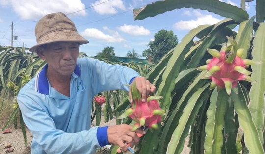 Giá nông thủy sản miền Tây: Trái thanh long "bán rẻ như cho" tại vườn