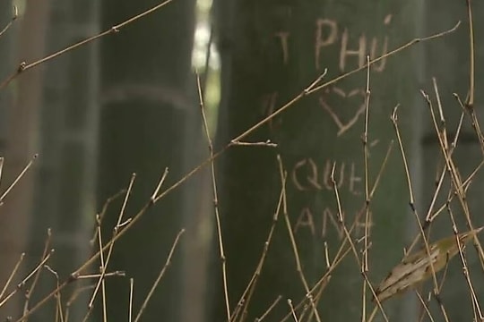 Rừng tre nổi tiếng Nhật Bản bị khắc chữ chi chít