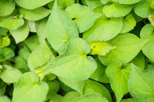 Trẻ nhỏ ăn rau diếp cá có giúp phòng bệnh hô hấp?