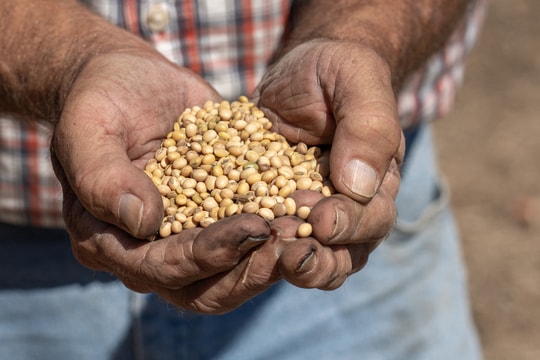 Đậu nành - mặt trận mới trong thương chiến Mỹ - Trung