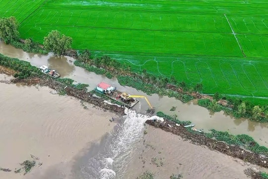 Vỡ đê bao, hàng trăm ha lúa bị thiệt hại