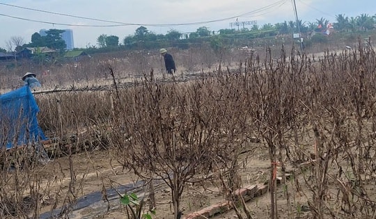 "Thủ phủ" đào, quất Hà Nội lo mất Tết