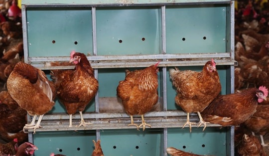 Giá trứng gà bất ngờ tăng vọt, tiến sát mốc 4.000 đồng/trứng