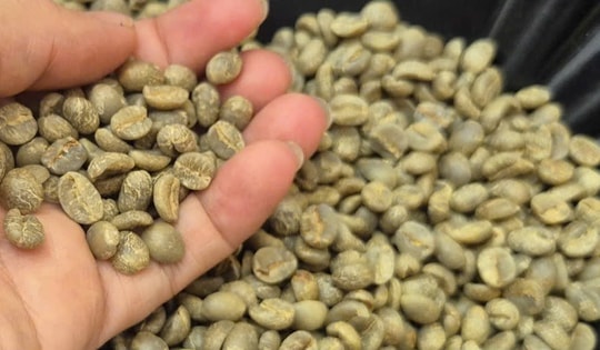 Giá cà phê hôm nay 24-10: Quá kịch tính