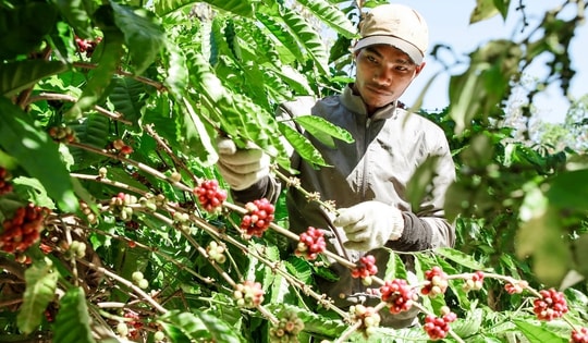 Vụ cà phê kết thúc "như mơ", nhưng...