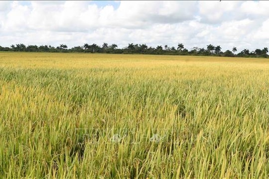 Việt Nam hỗ trợ hạt giống cho vụ lúa 2026 của Cuba