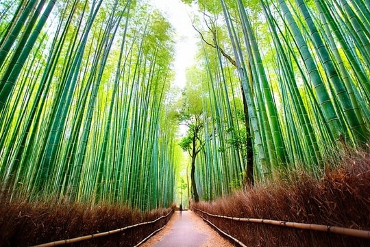 Rừng tre nổi tiếng ở Nhật Bản bị khắc chữ chi chít