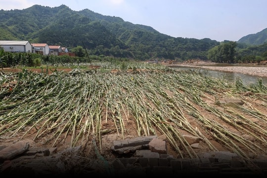 Nông dân mất trắng sau đêm mưa bão, gồng mình chống chọi thiên tai