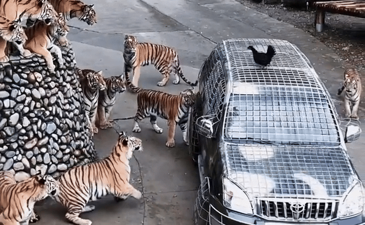 Vườn thú Trung Quốc tuyển người cho hổ ăn, lương tháng 7.000 USD